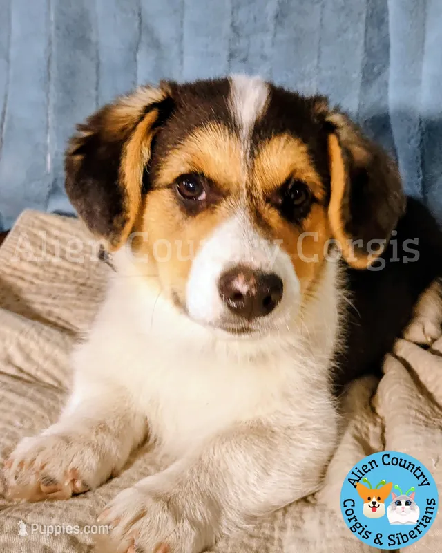 Po by Triple Clear Dad