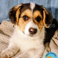 Po by Triple Clear Dad, a male Pembroke Welsh Corgi for sale in Spring Hill, FL – Photo 2 of 10