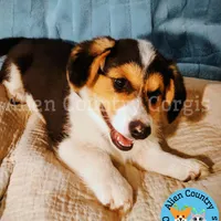 Po by Triple Clear Dad, a male Pembroke Welsh Corgi for sale in Spring Hill, FL – Photo 3 of 10