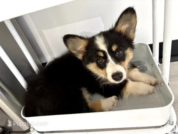 Supergirl (Yellow Collar) FLUFFY – Pembroke Welsh Corgi puppy for sale in Spring Hill, FL