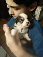 The Incredible Hulk (brown collar), a male Pembroke Welsh Corgi for sale in Spring Hill, FL – 1 of 5