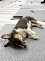 Storm BLUEY, a female Pembroke Welsh Corgi for sale in Spring Hill, FL – 4 of 7