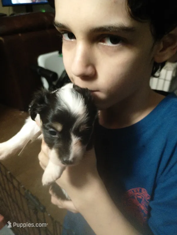 Wonder Woman (Pink Collar) – Pembroke Welsh Corgi puppy for sale in Spring Hill, FL