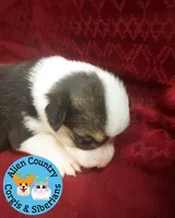 The Incredible Hulk (brown collar), a male Pembroke Welsh Corgi for sale in Spring Hill, FL – 3 of 5