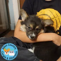 Batman (Grey) FLUFFY, a male Pembroke Welsh Corgi for sale in Spring Hill, FL – 1 of 6