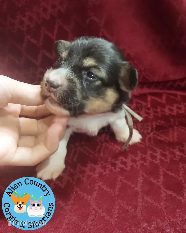 Batman (Grey) – Pembroke Welsh Corgi puppy for sale in Spring Hill, FL
