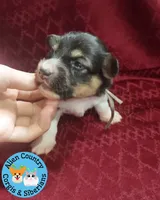 Batman (Grey), a male Pembroke Welsh Corgi for sale in Spring Hill, FL – 4 of 5