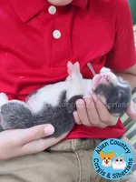 Mirage (Purple/Lilac, a female Pembroke Welsh Corgi for sale in Spring Hill, FL – 4 of 5