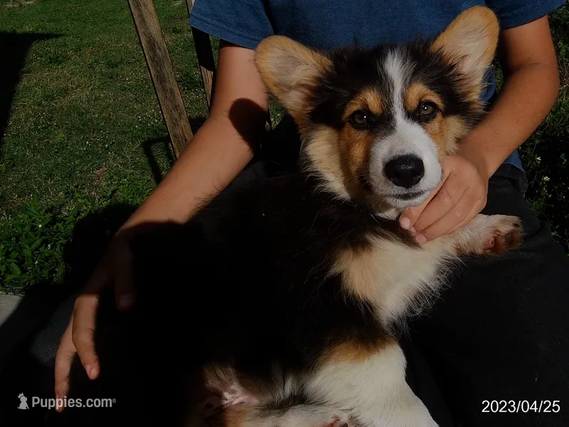 FLUFFY Captain America – Pembroke Welsh Corgi puppy for sale in Spring Hill, FL