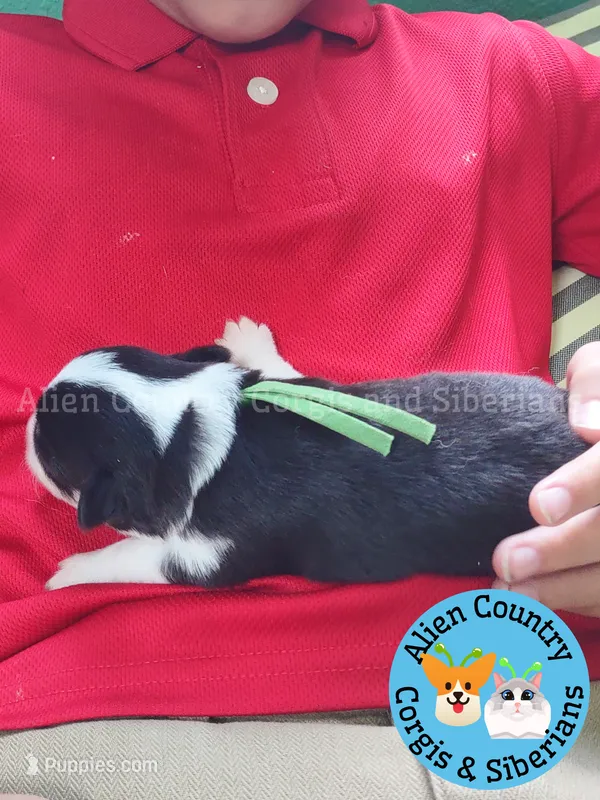 Batgirl (Green Collar) – Pembroke Welsh Corgi puppy for sale in Spring Hill, FL