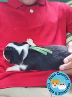 Batgirl (Green Collar), a female Pembroke Welsh Corgi for sale in Spring Hill, FL – 2 of 3