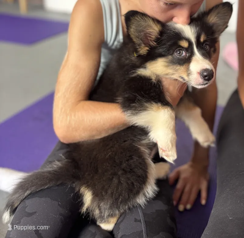 Captain America (Blue Collar) FLUFFY – Pembroke Welsh Corgi puppy for sale in Spring Hill, FL