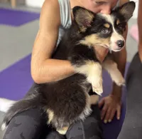FLUFFY Captain America, a male Pembroke Welsh Corgi for sale in Spring Hill, FL – 4 of 6