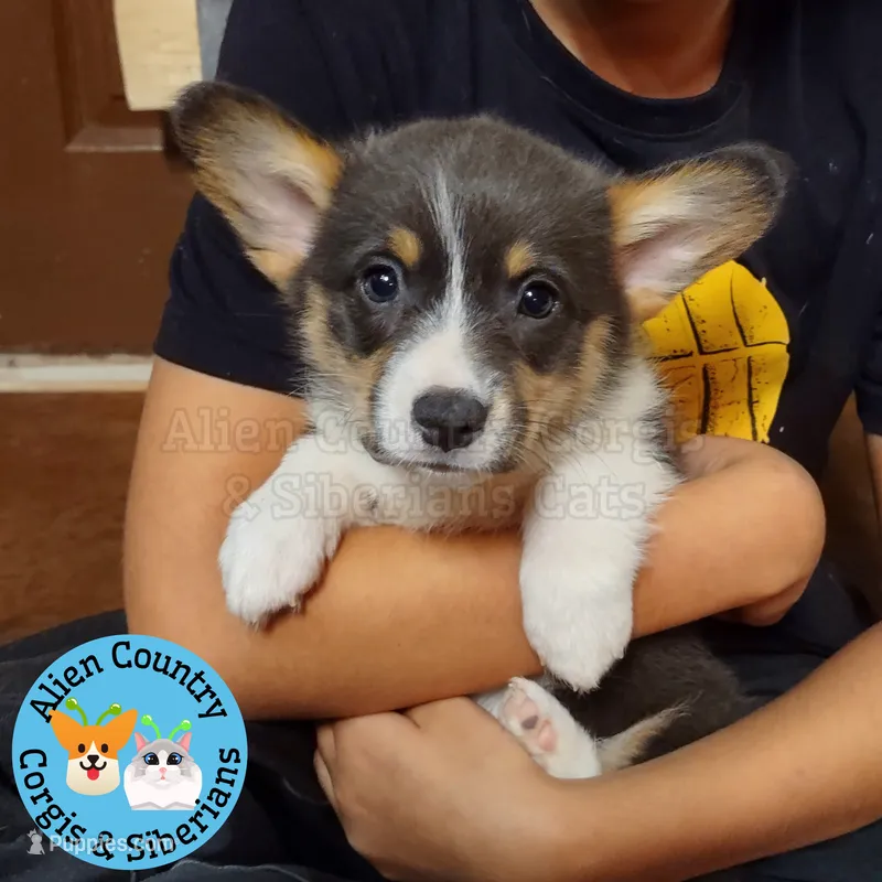Storm (Magenta/Red Collar) BLUE COAT – Pembroke Welsh Corgi puppy for sale in Spring Hill, FL