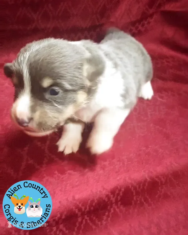 Mirage (Purple/Lilac – Pembroke Welsh Corgi puppy for sale in Spring Hill, FL
