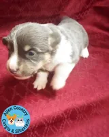 Mirage (Purple/Lilac, a female Pembroke Welsh Corgi for sale in Spring Hill, FL – 3 of 5