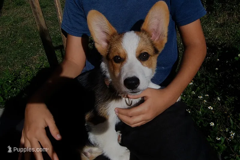 The Incredible Hulk STANDARD COAT – Pembroke Welsh Corgi puppy for sale in Spring Hill, FL