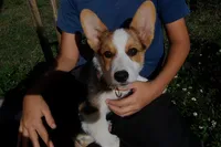 The Incredible Hulk STANDARD COAT, a male Pembroke Welsh Corgi for sale in Spring Hill, FL – 1 of 9