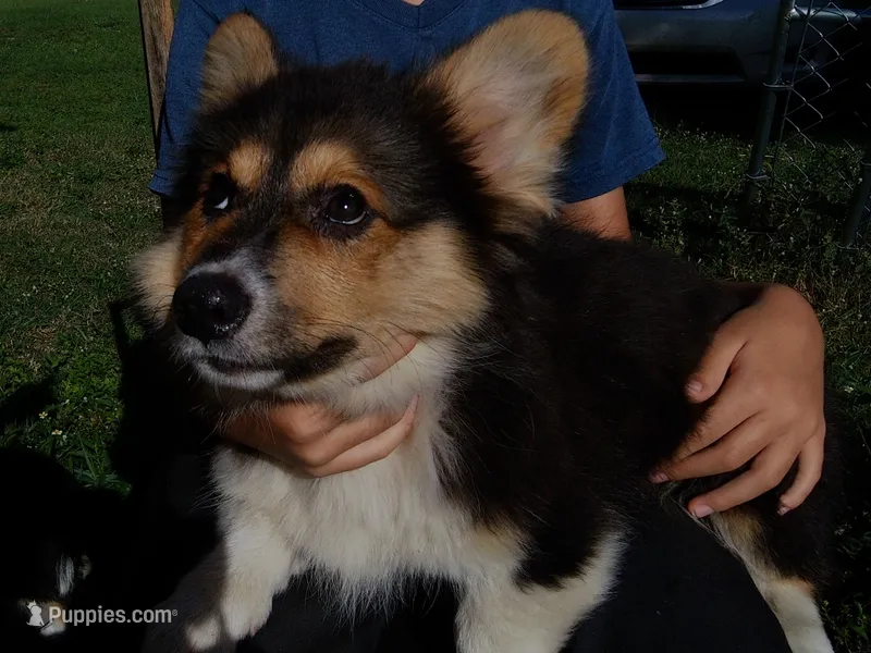Batman FLUFFY – Pembroke Welsh Corgi puppy for sale in Spring Hill, FL