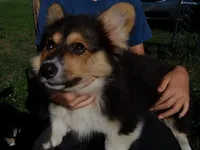 Batman FLUFFY, a male Pembroke Welsh Corgi for sale in Spring Hill, FL – 1 of 7