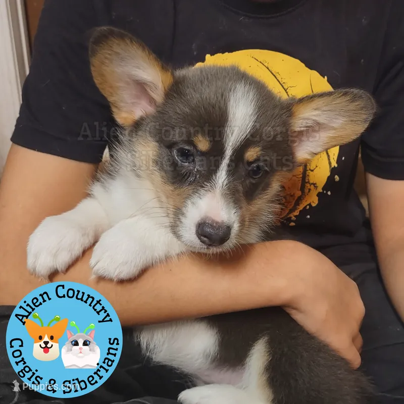 Mirage (Purple/Lilac) BLUE COAT – Pembroke Welsh Corgi puppy for sale in Spring Hill, FL
