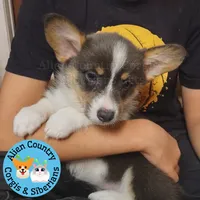 Mirage (Purple/Lilac) BLUE COAT, a female Pembroke Welsh Corgi for sale in Spring Hill, FL – 1 of 6