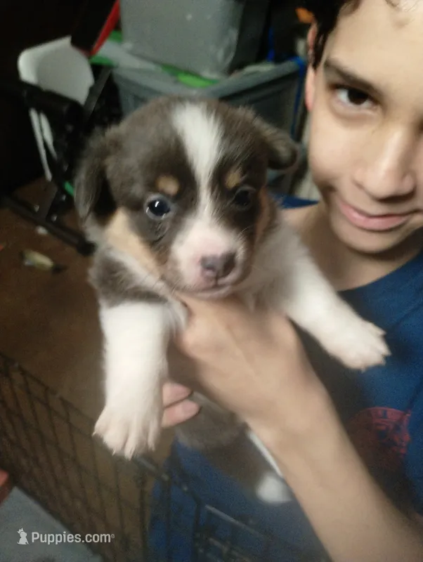 Storm (Magenta/Red Collar) – Pembroke Welsh Corgi puppy for sale in Spring Hill, FL