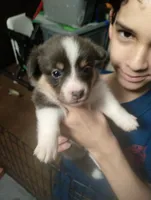 Storm (Magenta/Red Collar), a female Pembroke Welsh Corgi for sale in Spring Hill, FL – 1 of 5