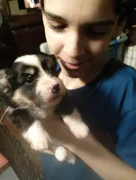 Supergirl (Yellow Collar), a female Pembroke Welsh Corgi for sale in Spring Hill, FL – 1 of 5