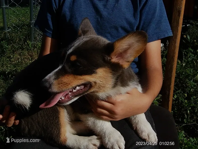 Storm BLUEY – Pembroke Welsh Corgi puppy for sale in Spring Hill, FL