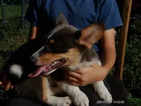 Storm BLUEY, a female Pembroke Welsh Corgi for sale in Spring Hill, FL – 1 of 7