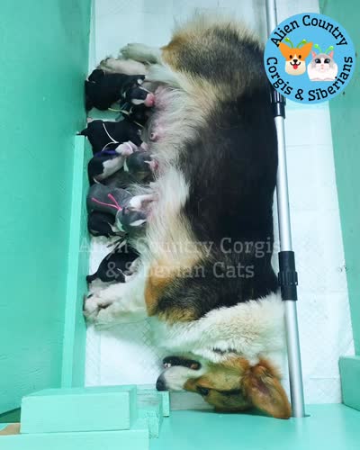 Batman (Grey), a male Pembroke Welsh Corgi for sale in Spring Hill, FL – 1 of 1
