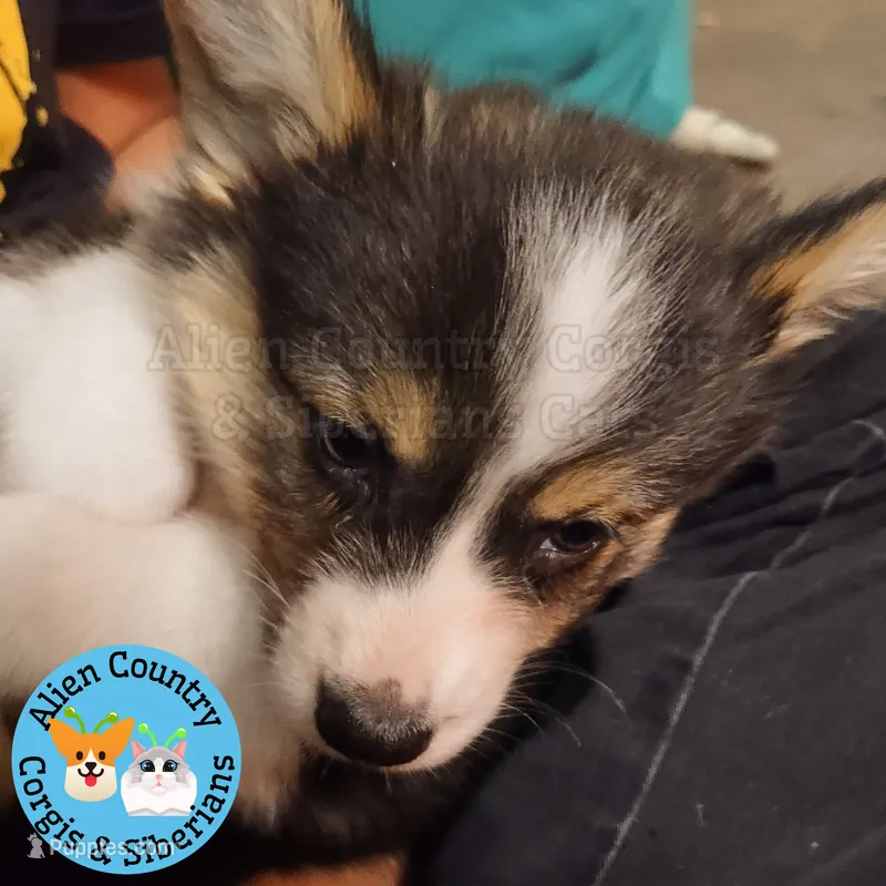 Captain America (Blue Collar) FLUFFY – Pembroke Welsh Corgi puppy for sale in Spring Hill, FL