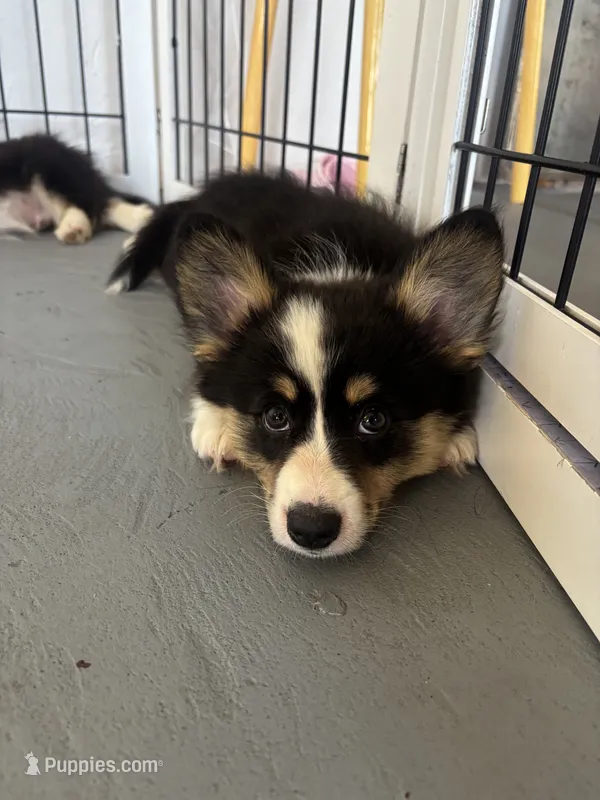 Supergirl (Yellow Collar) FLUFFY – Pembroke Welsh Corgi puppy for sale in Spring Hill, FL