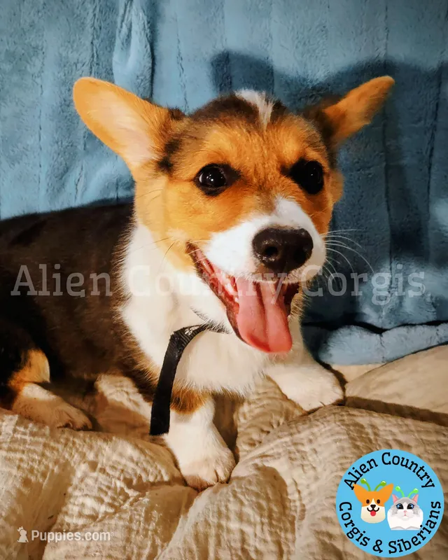 Oogway by Tri-Clear Dad