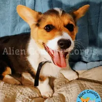 Oogway by Tri-Clear Dad, a male Pembroke Welsh Corgi for sale in Spring Hill, FL – Photo 2 of 10