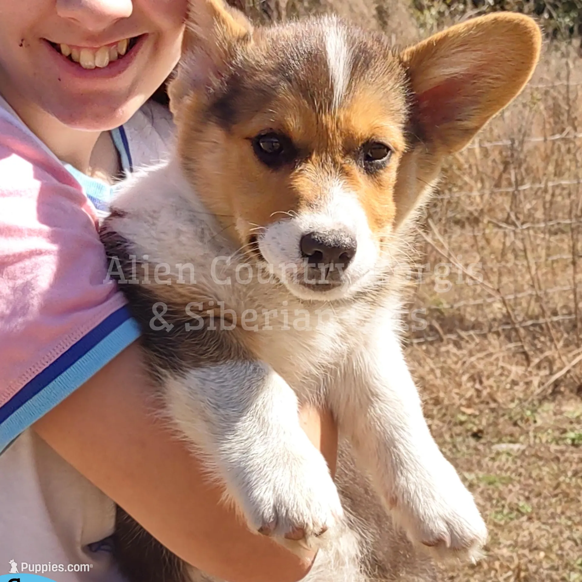 Oogway by Tri-Clear Dad, a male Pembroke Welsh Corgi for sale in Spring Hill, FL – Photo 5 of 10
