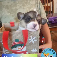 Oogway by Tri-Clear Dad, a male Pembroke Welsh Corgi for sale in Spring Hill, FL – Photo 10 of 10