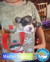Oogway by Tri-Clear Dad, a male Pembroke Welsh Corgi for sale in Spring Hill, FL – Photo 5 of 5