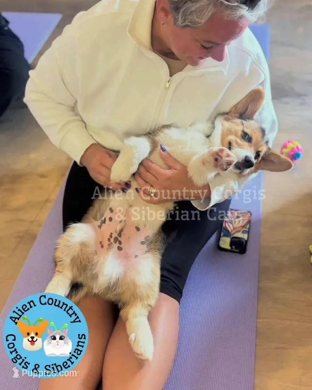 Oogway by Tri-Clear Dad – Pembroke Welsh Corgi puppy for sale in Spring Hill, FL