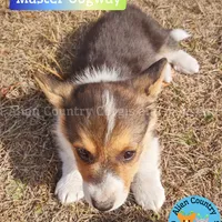Oogway by Tri-Clear Dad, a male Pembroke Welsh Corgi for sale in Spring Hill, FL – Photo 8 of 10