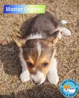 Oogway by Tri-Clear Dad, a male Pembroke Welsh Corgi for sale in Spring Hill, FL – Photo 3 of 5