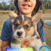 Oogway by Tri-Clear Dad, a male Pembroke Welsh Corgi for sale in Spring Hill, FL – Photo 9 of 10