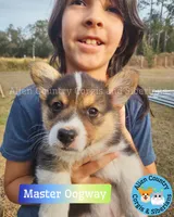 Oogway by Tri-Clear Dad, a male Pembroke Welsh Corgi for sale in Spring Hill, FL – Photo 4 of 5
