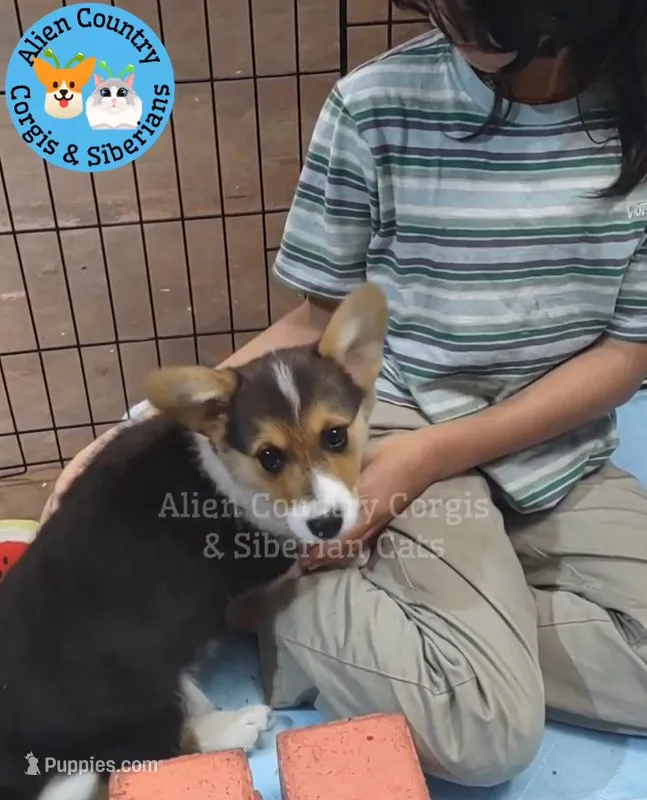 Oogway by Tri-Clear Dad