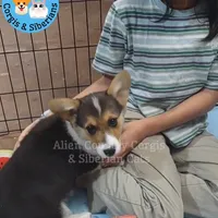 Oogway by Tri-Clear Dad, a male Pembroke Welsh Corgi for sale in Spring Hill, FL – Photo 6 of 10