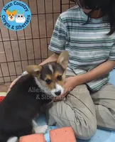 Oogway by Tri-Clear Dad, a male Pembroke Welsh Corgi for sale in Spring Hill, FL – Photo 1 of 5