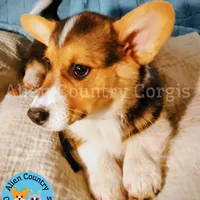 Oogway by Tri-Clear Dad, a male Pembroke Welsh Corgi for sale in Spring Hill, FL – Photo 3 of 10