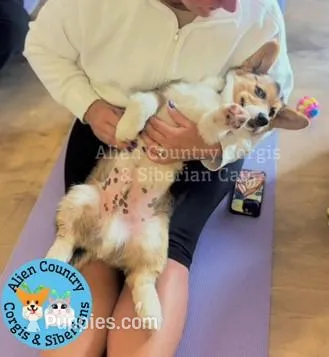 Oogway by Tri-Clear Dad, a male Pembroke Welsh Corgi for sale in Spring Hill, FL – Photo 1 of 10