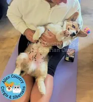 Oogway by Tri-Clear Dad, a male Pembroke Welsh Corgi for sale in Spring Hill, FL – Photo 1 of 10